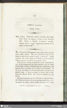 Venus angulata. Tab. LXV