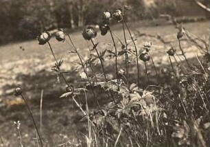 Osterzgebirge. Trollblumen (Trollius europaeus) (Wiesen bei Gottleuba und Geisingwiesen)