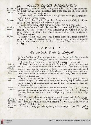 Caput XIII: De Musculis Pedii et Antipedii