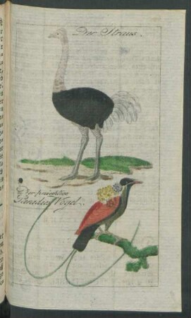 Der Strauss. Der prächtige Paradiesvogel