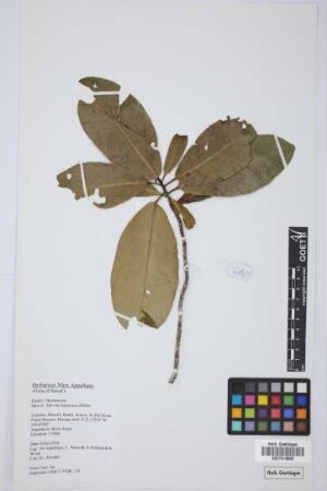 Myrsine lanaiensis Hbd.