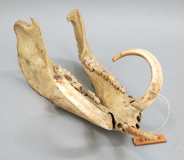 Lower jaw of a boar