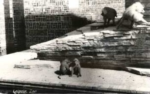 Leipzig: Zoo