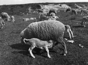 Schafherde. Muttertier mit Lamm