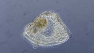 Cyphonautes larva Sylt 2013