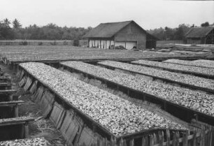 Kopra-Trockenanlage : Blick über eine Trockenanlage einer Kopra-Plantage mit Lagerhäusern