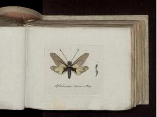 Ascalaphus barbarus Fabr.