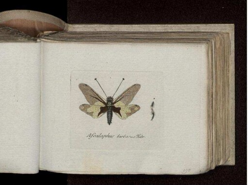 Ascalaphus barbarus Fabr.