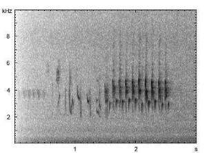 Grünfink | Chloris chloris - Gesang