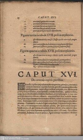 Caput XVI. De externis capitis partibus