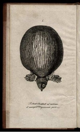 TESTUDO DODDERTI