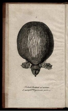 TESTUDO DODDERTI
