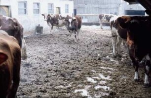 Fotografie: Laufhof, Milchkuh
