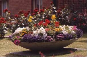 Finanzamt: Bangertstraße: Schale mit bunten Sommerblumen: dahinter Rosenbüsche: hinten Gebäude