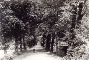 Weg zur Oberen Mühle. Detmold. Allee