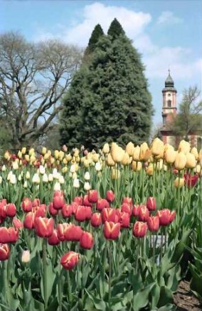 Mainau, Insel Mainau: Tulpenblüte vor Kirchturm