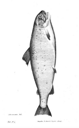 Tab N3
