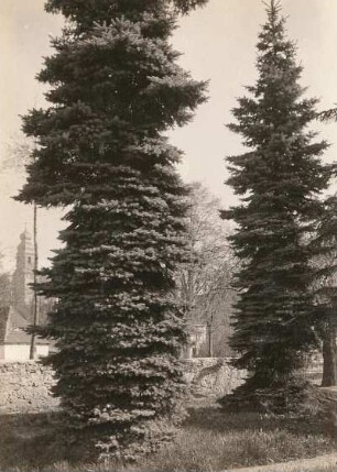 Leuben bei Lommatzsch. Stech-Fichte (Picea pungens, Syn.: Picea parryana Sargent), umgangssprachlich auch Blau-Fichte im Pfarrgarten