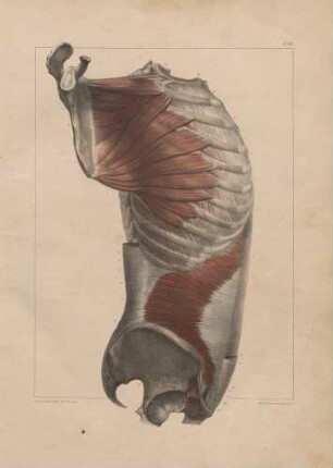 Die Muskeln der dritten Schicht im Torso (von links)