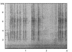Singdrossel | Turdus philomelos - Alarmruf