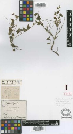 Melinia bicornuta Griseb. [holotype]