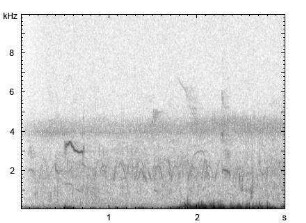 Flussregenpfeifer | Charadrius dubius - Ruf