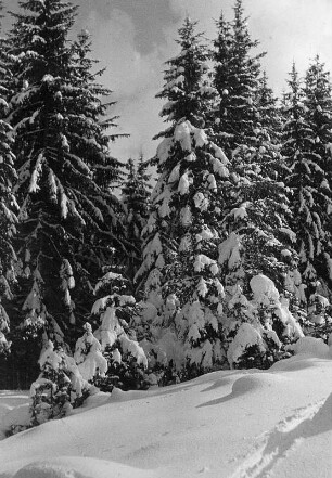 Winterbilder. Allgäu. Verschneite Nadelbäume nahe dem Straußberg