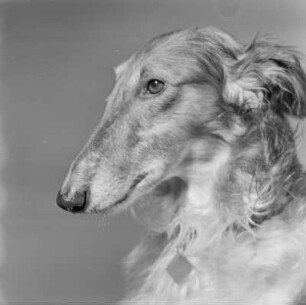 Windhund