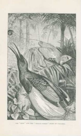 The "King" and the "Twelve wired" Birds of Paradise