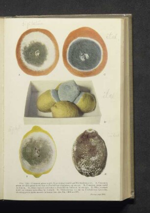 Fig. 112. A-E