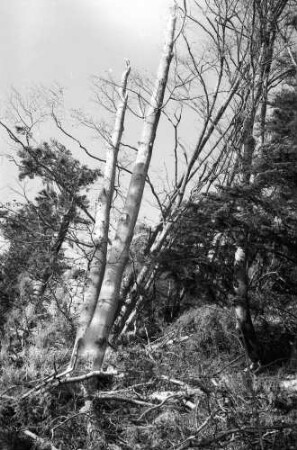 Freiburg: zerstörter Wald
