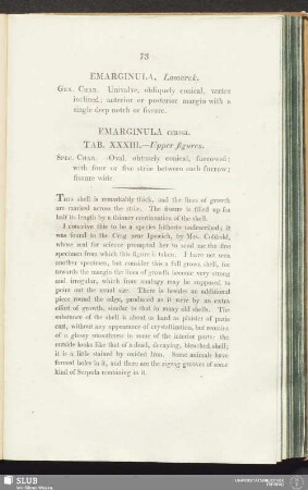 Emarginula crassa. Tab. XXXIII. - Upper figures