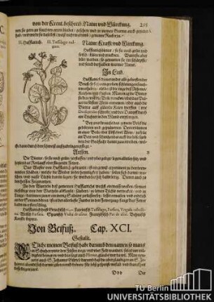 Cap. XCI. Von Beifuß.