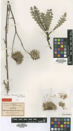 Cnicus tolucanus B.L.Rob. & Seaton [type]