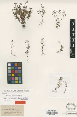 Veronica divaricata Boiss. & Balansa [isotype]