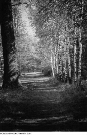 Mit Birken gesäumter Waldweg