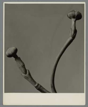 Blüten-Hartriegel, Knospe (Cornus florida)