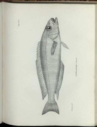 Pl. 11. [bis] Pl. 20. [siehe arabische Paginierung]
