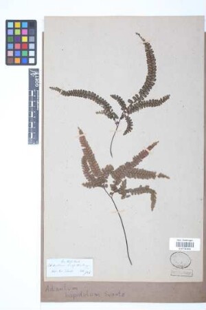 Adiantum hispidulum Sw.