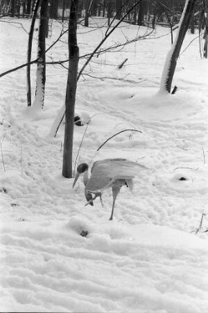 Sarus-Kraniche im Tierpark Oberwald