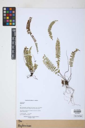 Asplenium L.