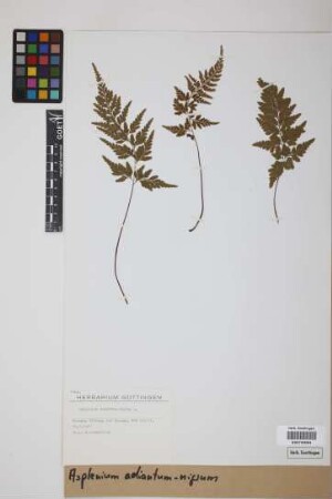 Asplenium adiantum-nigrum L.