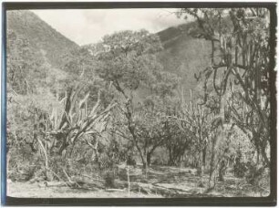 Soto-Kakteenwald im Tal des Río Sacambaya