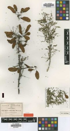 Diphysa minutifolia Rose [isotype]