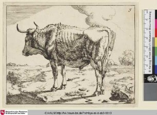 [Un boeuf debout; Ein nach links gewandter Ochse]