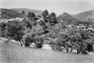 Ölbäume und Weide : Ölbäume wachsen auf einem Weizenfeld an den Hängen des Vorgebirges des Djudjura.