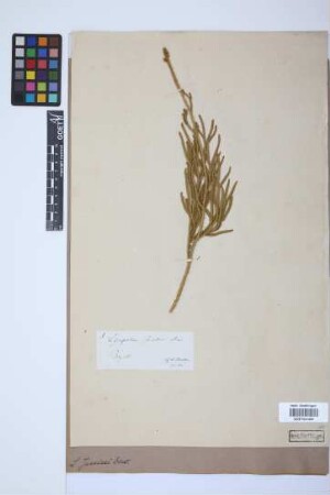 Lycopodium jussiaei Desv. ex Poir.