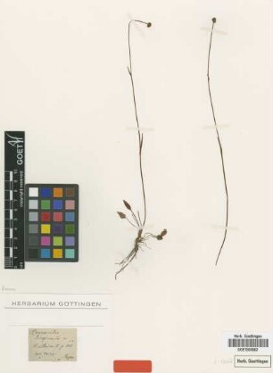 Ranunculus longicaulis C.A.Mey. [type]