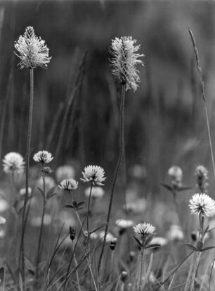 Klee (Trifolium)