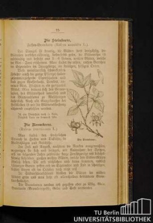 Die Brombeere.